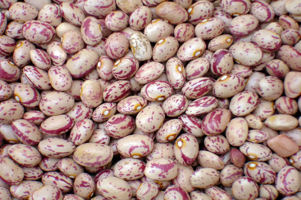 لوبیای چیتی