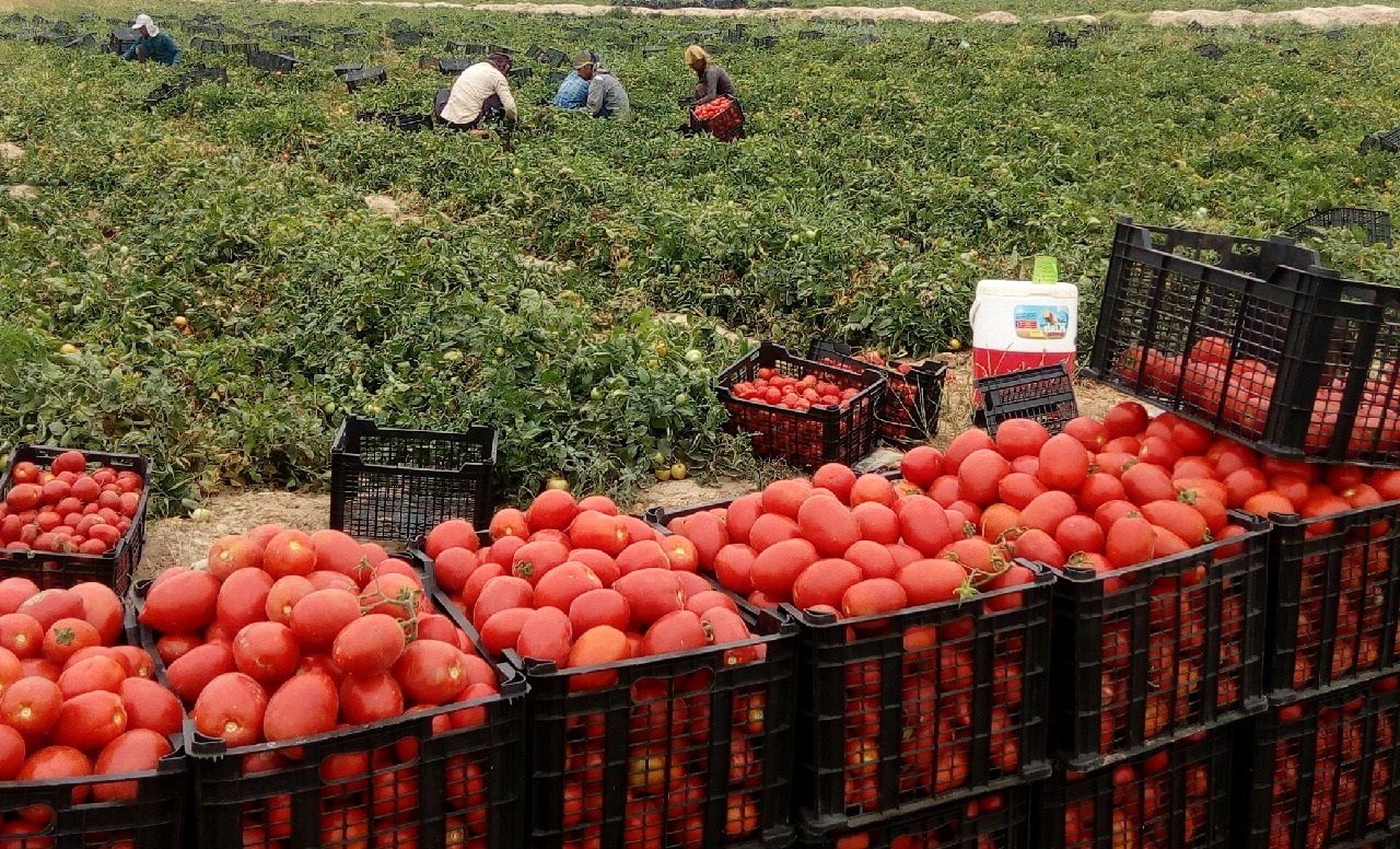 پایان برداشت گوجه فرنگی از مزارع بخش رخ تربت‌حیدریه