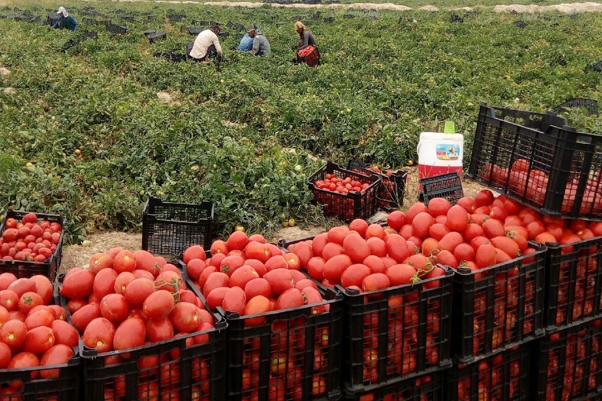 عوارض صادرات گوجه فرنگی تا ۷۰ درصد کاهش یافت