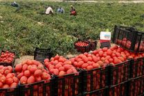 عوارض صادرات گوجه فرنگی تا ۷۰ درصد کاهش یافت