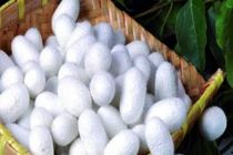 توزیع تخم نوغان بهاره در مازندران آغاز شد