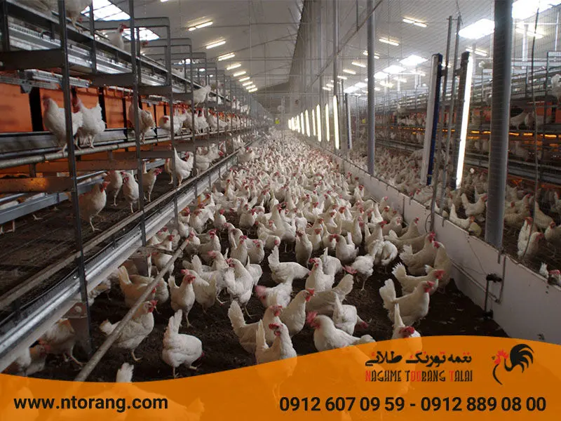 مدیریت محیط سالن مرغداری  برای کاهش استرس