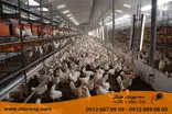 مدیریت محیط سالن مرغداری  برای کاهش استرس