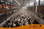 مدیریت محیط سالن مرغداری  برای کاهش استرس