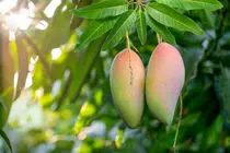 واردات انبه از ۱۰ خرداد آغاز می‌شود 