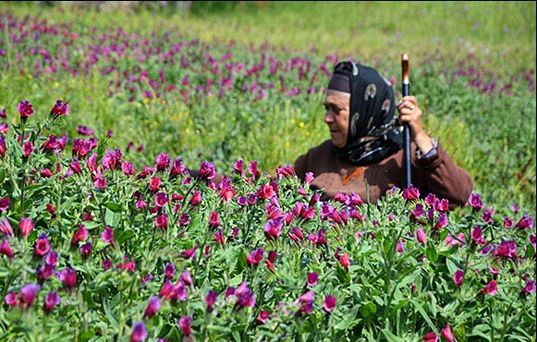 ۱۸۰۰ تن گل گاوزبان در رودسر برداشت شد