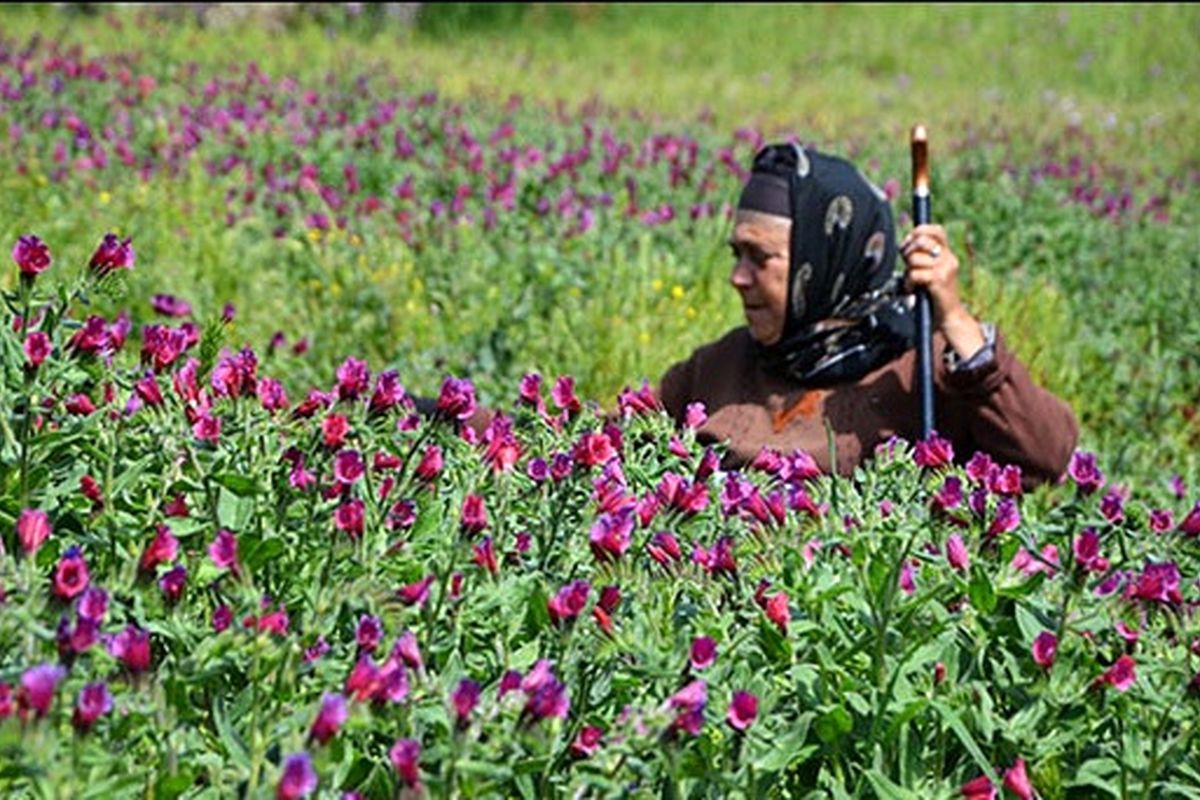 ۱۸۰۰ تن گل گاوزبان در رودسر برداشت شد