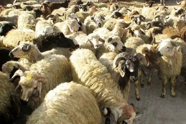 کشف ۲۶۴ فقره سرقت احشام در کشور صورت گرفت