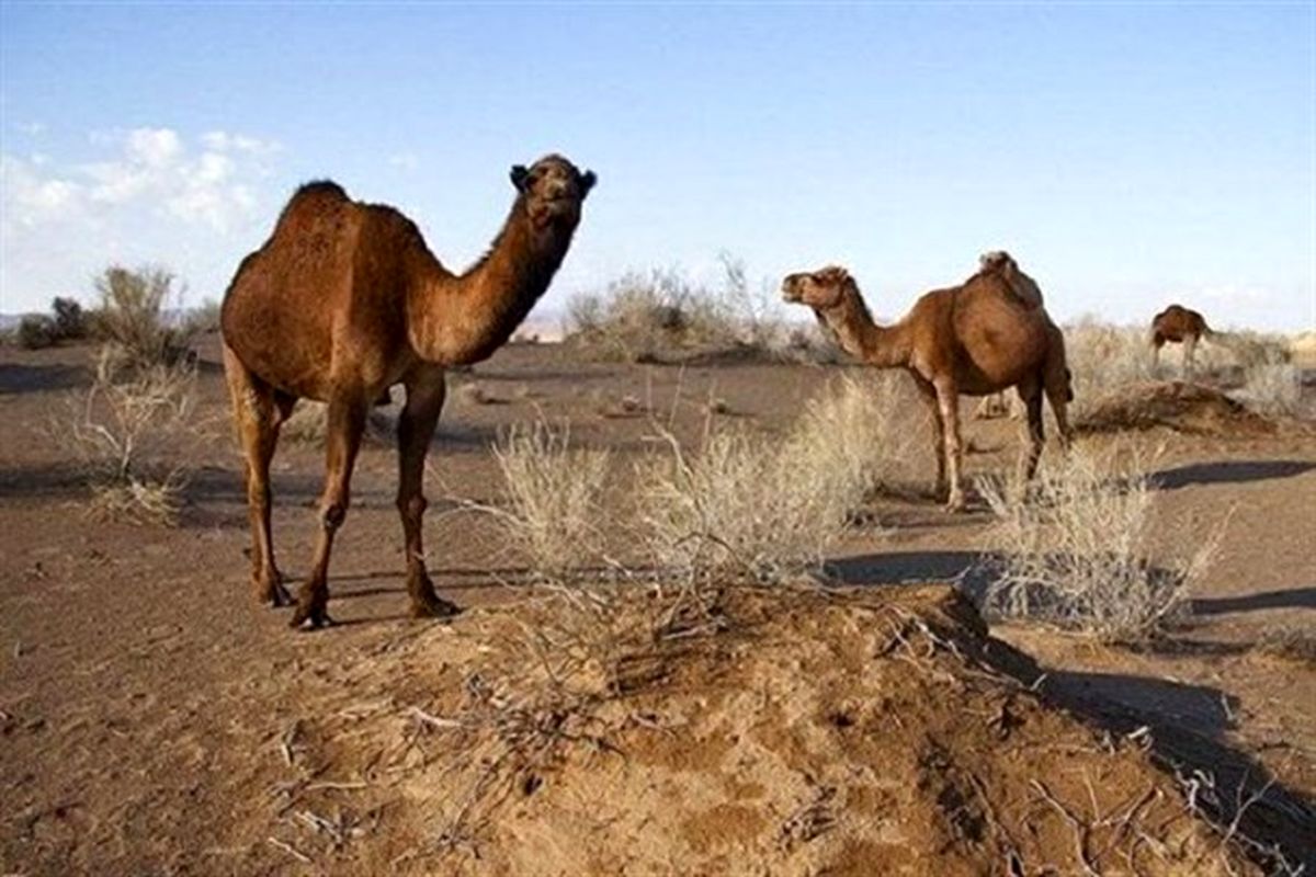 یزد، پیشران تحقیق و توسعه پرورش شتر تک کوهانه کشور