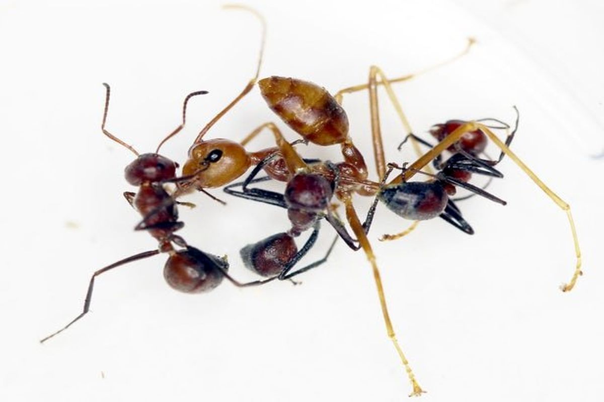 مورچه های کلوبوپسیس (Colobopsis) یا مورچه های انتحاری