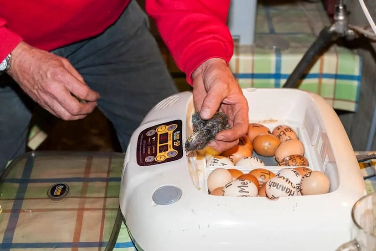 دستگاه جوجه کشی - چیکن دیوایس