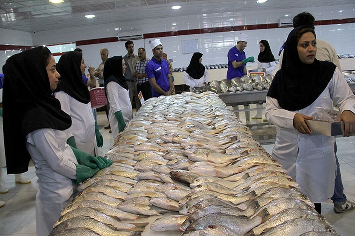 توزیع ماهی با تخفیف حداقل 30درصد