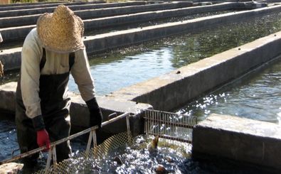 راه‌اندازی 11 مزرعه پرورش ماهی خاویار در هرمزگان 