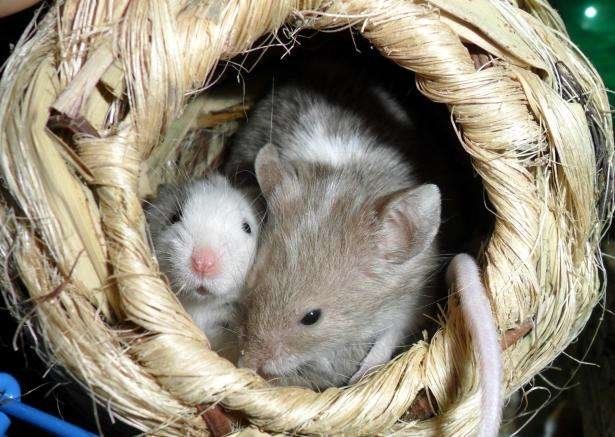 تولد موش‌های سالم از اسپرم منجمد شده در فضا