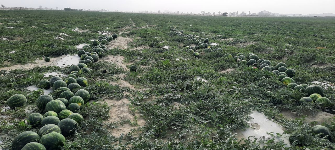 کاهش ۵ هزار هکتاری سطح زیر کشت هندوانه در شهرستان دشتیاری 