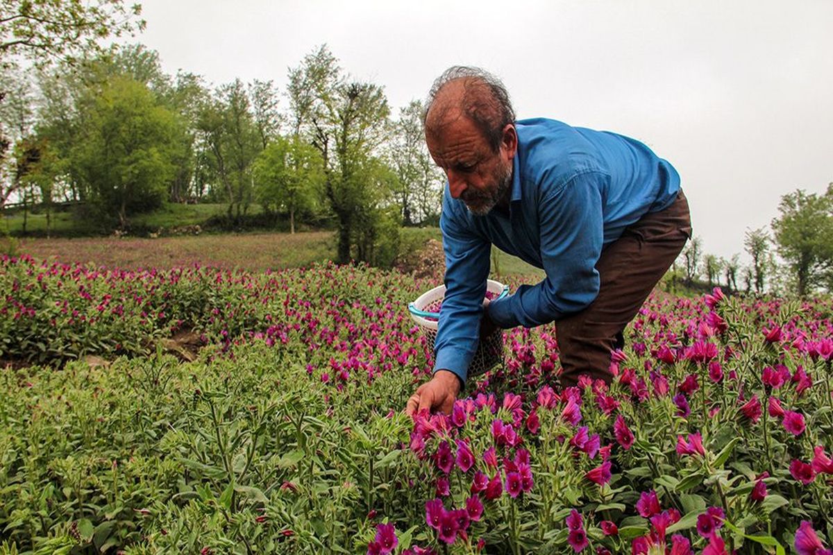 برداشت گیاه دارویی گل گاوزبان در منطقه کدکن آغاز شد