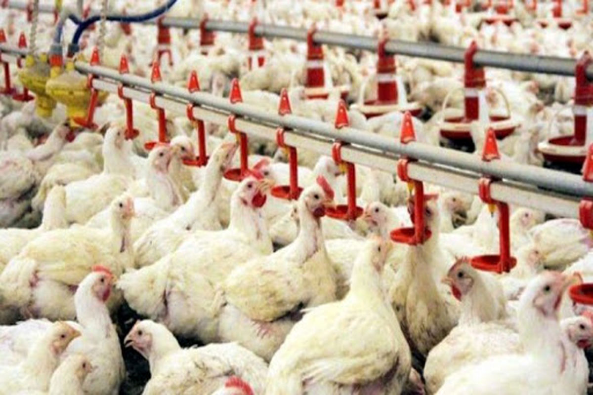مایه کوبی ۶۸ میلیون قطعه مرغ و طیور در استان اردبیل 