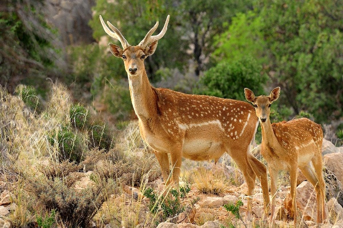 شناسایی 353 گونه جانوری در استان اردبیل