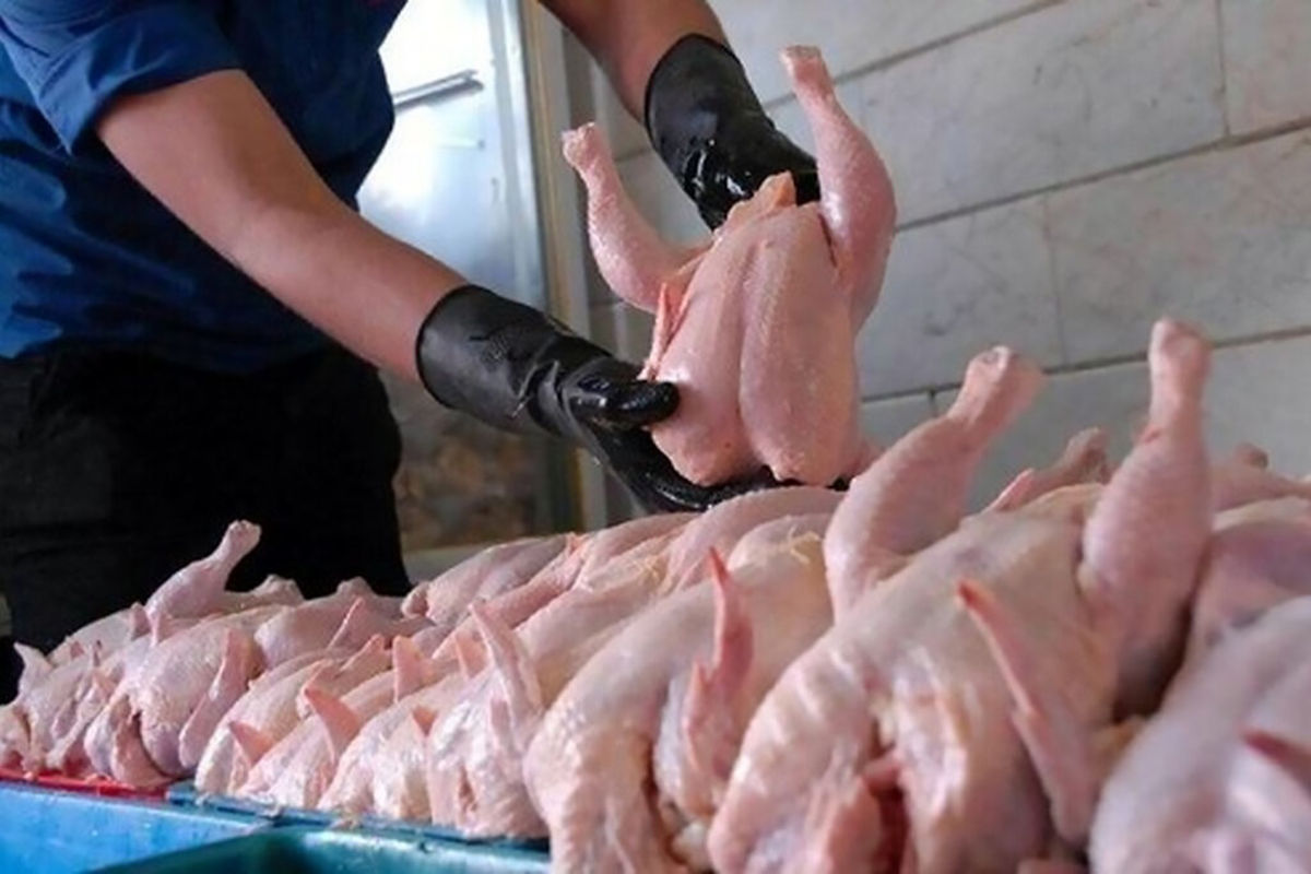 کشتار ۱۵۶ تن مرغ در کشتارگاه های سنندج
