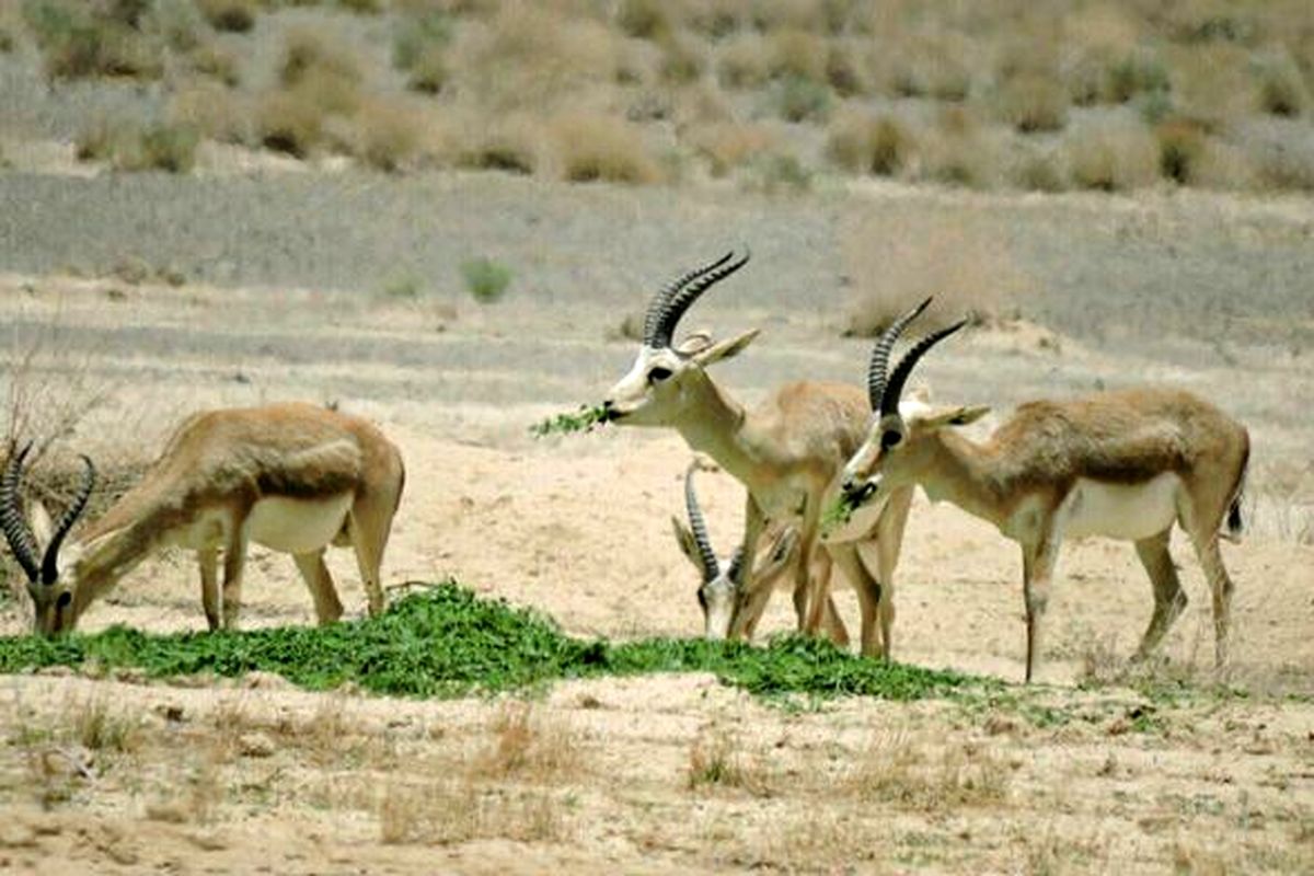 کودکان دوستدار محیط زیست در اصفهان  پول قلک خود را نذر آهوان پارک ملی کلاه قاضی کردند