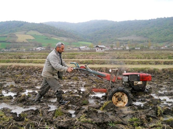 کشاورزان اقدام به شخم و شیار در شالیزار کنند