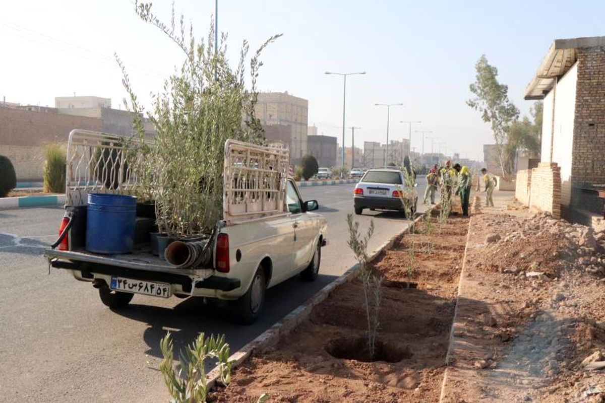 آغاز درختکاری معابر و خیابان های سطح شهر یزد