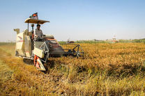 برداشت برنج از ۹۳ درصد از شالیزارهای استان انجام شد