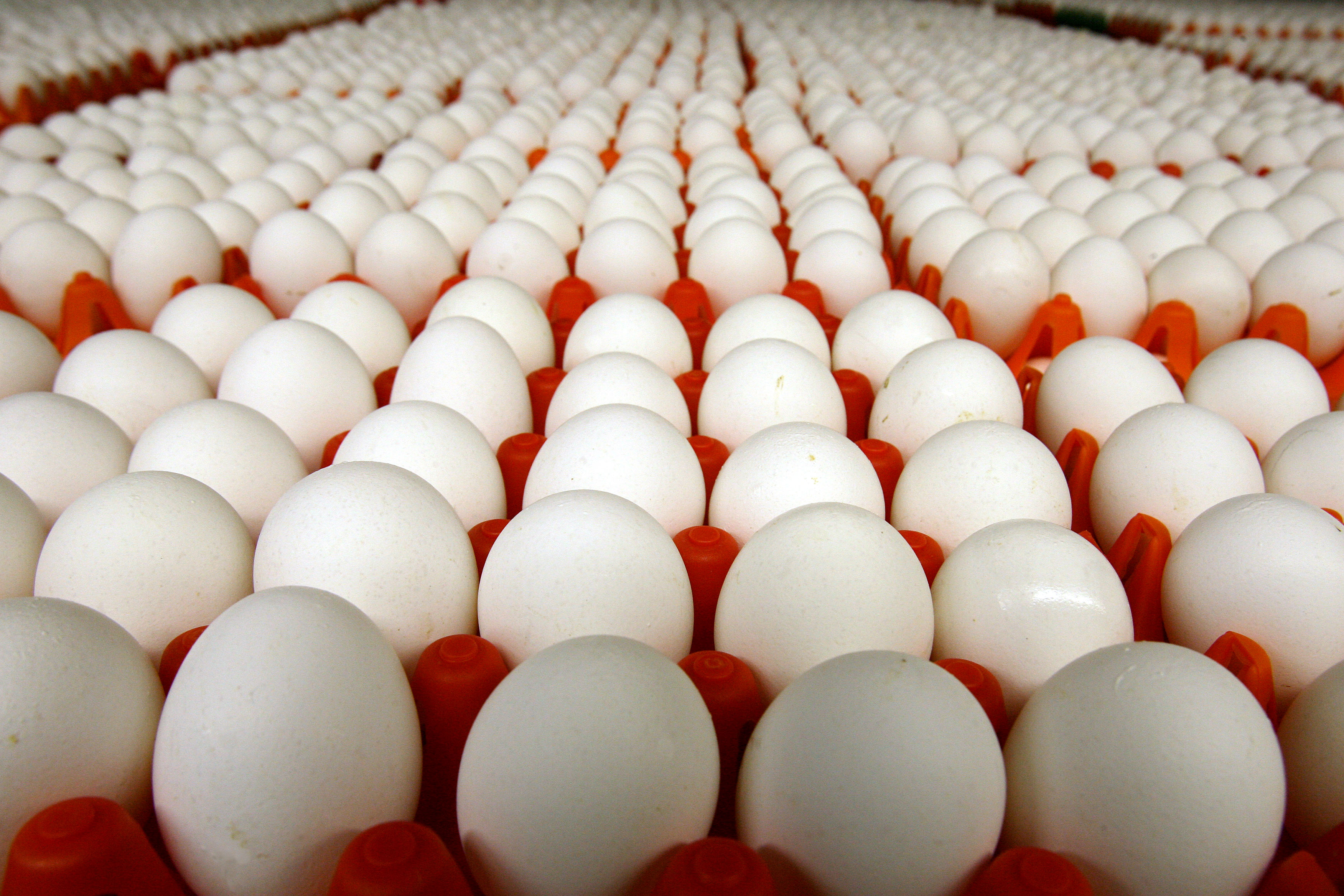 آمادگی صادرات تخم مرغ به روسیه را داریم / قیمت تخم مرغ واقعا پایین هست