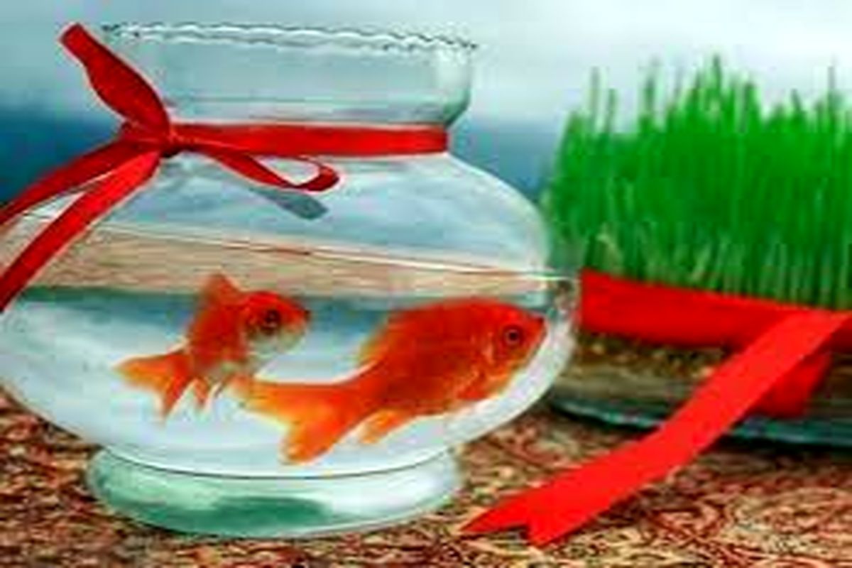 توصیه های بهداشتی اداره کل دامپزشکی استان مرکزی جهت خرید و نگهداری ماهی قرمز شب عید