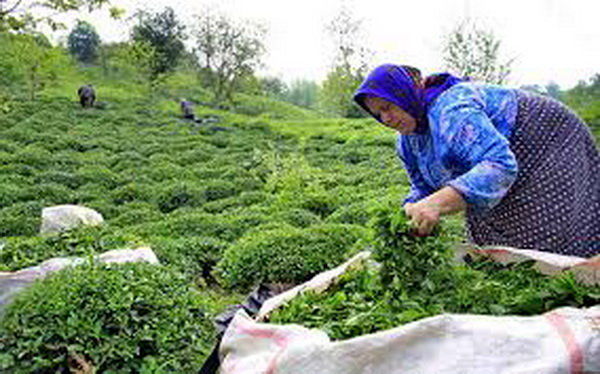 برداشت برگ سبز چای در رامسر آغاز می شود