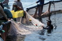 رتبه اول تولید ماهیان گرم آبی در دست فعالان شیلات پارس آباد 