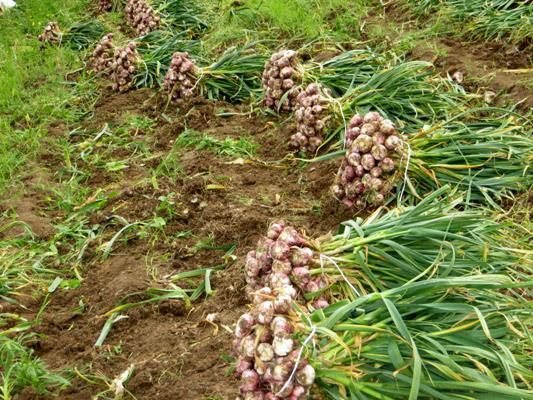برداشت 12 تن سیر از هر هکتار مزارع در شهرستان خوروبیابانک