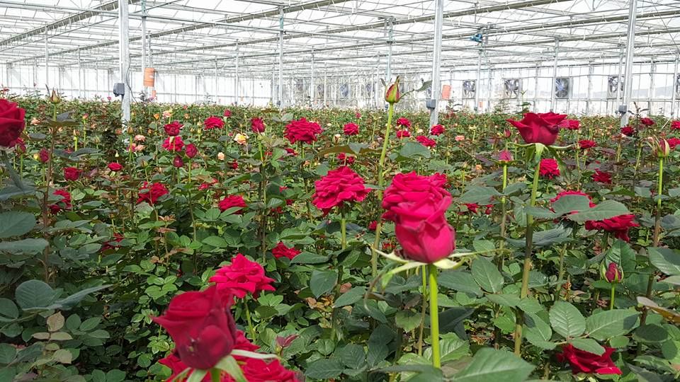 تولید سالانه 8.5 میلیون گل و گیاه در فضای باز محمودآباد
