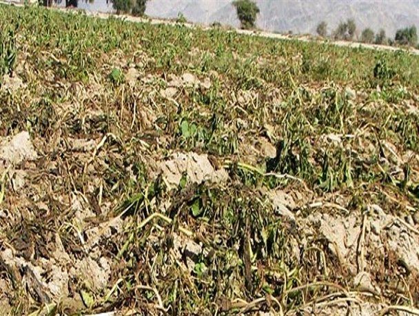 خسارت 100 درصدی کشاورزی استان یزد تایید شد