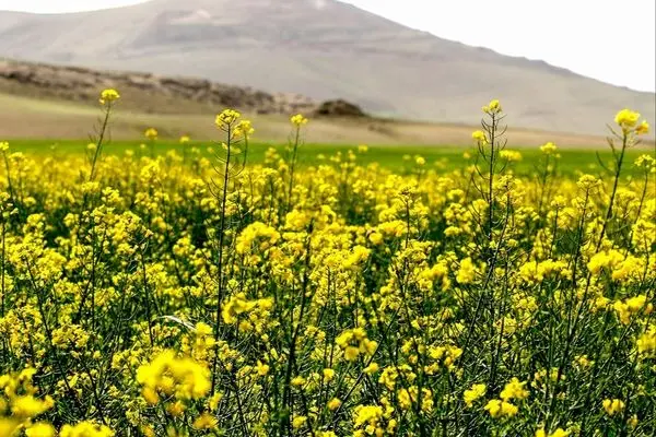 مجوز تولید دانه‌های روغنی به واردکنندگان غیردولتی اعطا شد  