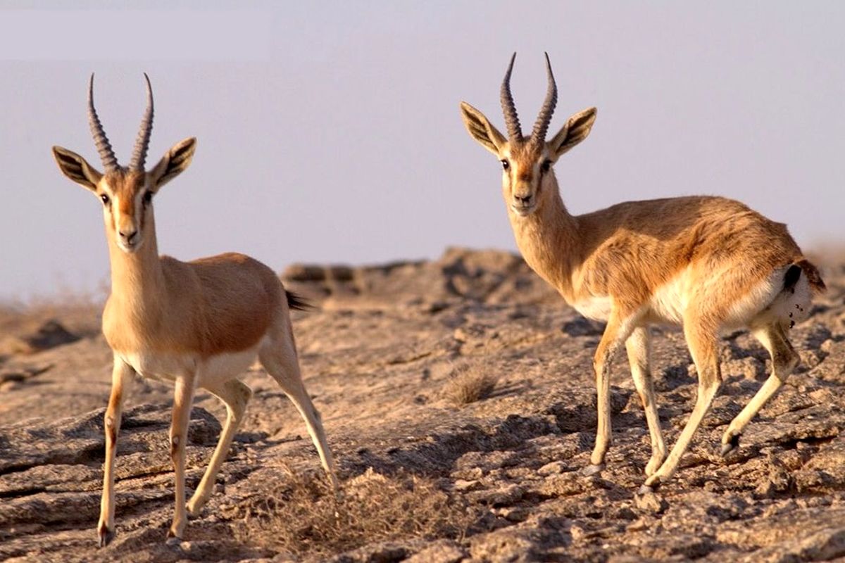 رهاسازی یک راس جبیر در رودان