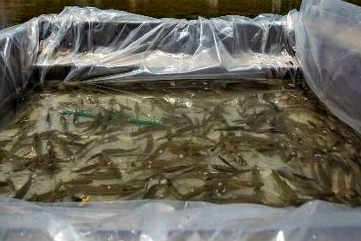 نجات 20 هزار قطعه ماهی در لنجان 