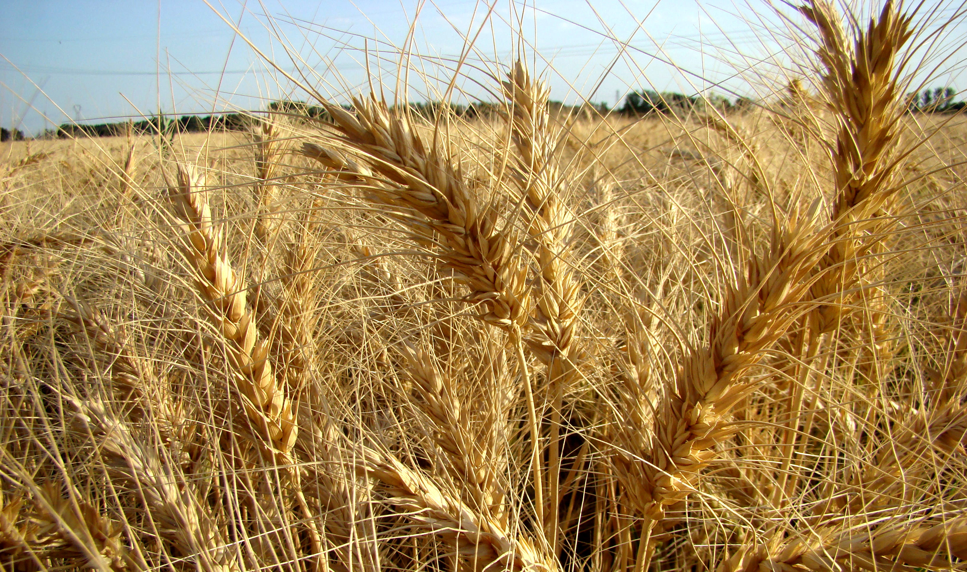 ۸٫۲ میلیون تن گندم مازاد بر نیاز کشاورزان خریداری شد