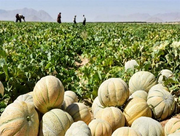 پیش بینی برداشت 30 تن طالبی از مزارع شهرستان آران و بیدگل 