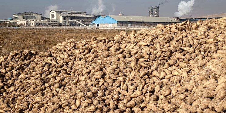 چغندر قند تحویل داده شده به کارخانه قند جوین، ۸۷ هزار تن است