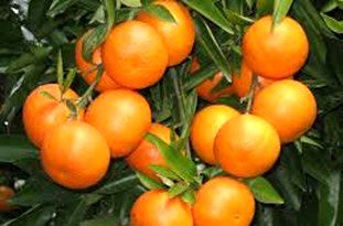 برداشت نارنگی پیش رس در ۱۰ هزار هکتار از باغ های مازندران
