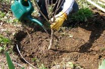 کاشت ۵۰۰۰ اصله درخت در بازی دراز قهرمان آغاز شد