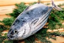 توزیع ماهی هوور با قیمت هرکیلو 11 هزار و 300 تومان