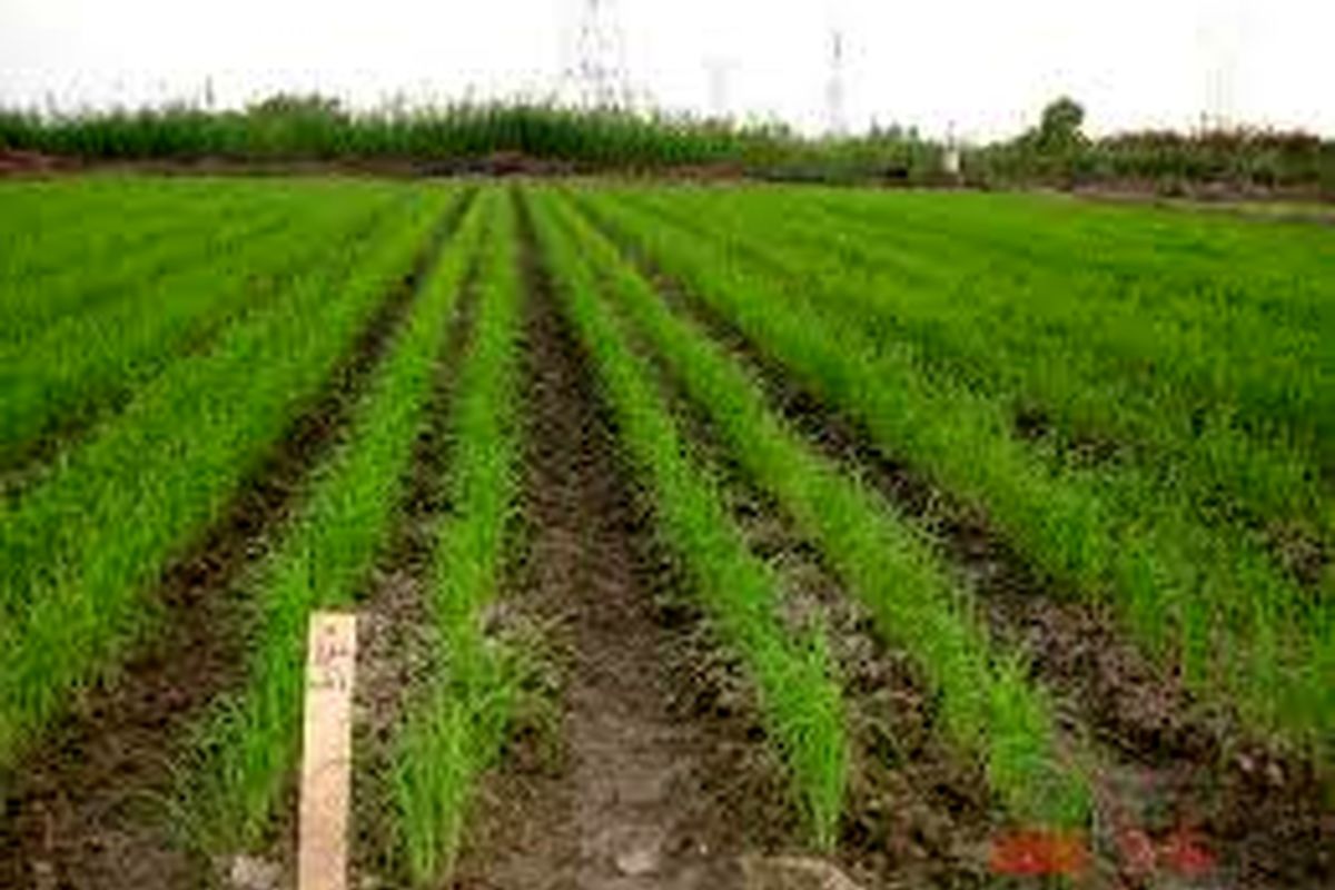 کشت برنج به روش خشکه کاری در شهرستان حمیدیه
