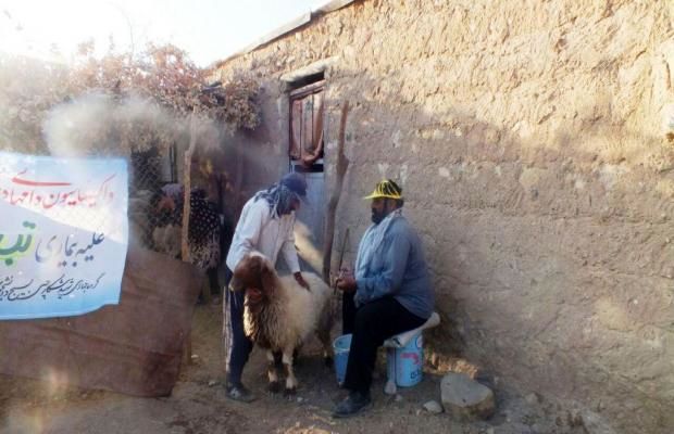 واکسیناسیون ۱۲ هزار و ۹۰۰ راس دام سبک در روستاهای پلدختر