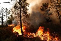 انسان، عامل بیشتر آتش‌سوزی‌های جنگلی در آمریکا
