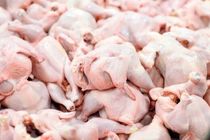 تولید ۶۵ هزار تن گوشت مرغ در کشور در ۱۰ روز پایانی خرداد ۱۴۰۰