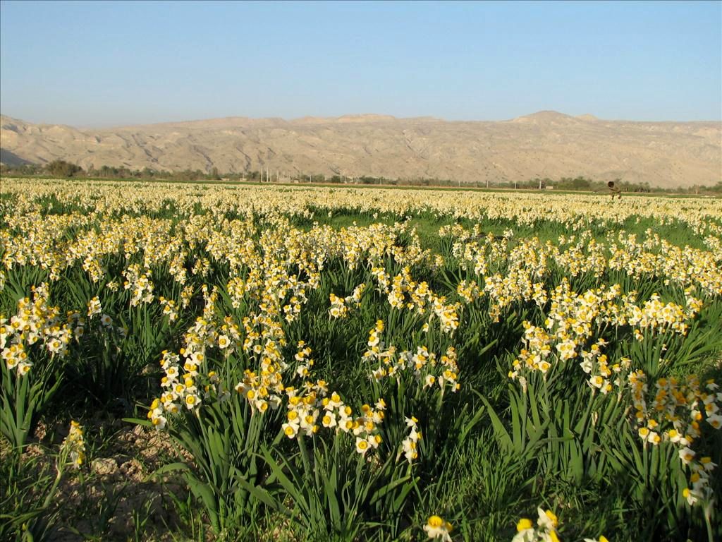 شهرستان خفر، قطب گردشگری پاییزی استان فارس