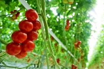 تولید ۶۰ تن گوجه فرنگی به روش هیدروپونیک در خوشاب