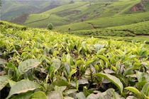 دو هزار و ۷۰۰ تن برگ سبز چای در تنکابن خریداری شد